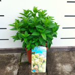Hortenzia metlinatá (Hydrangea paniculata) ´LITTLE SPOOKY®´ - výška 30-40 cm, kont. C1,5L